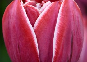 Tulipa Dream Touch ® (3)